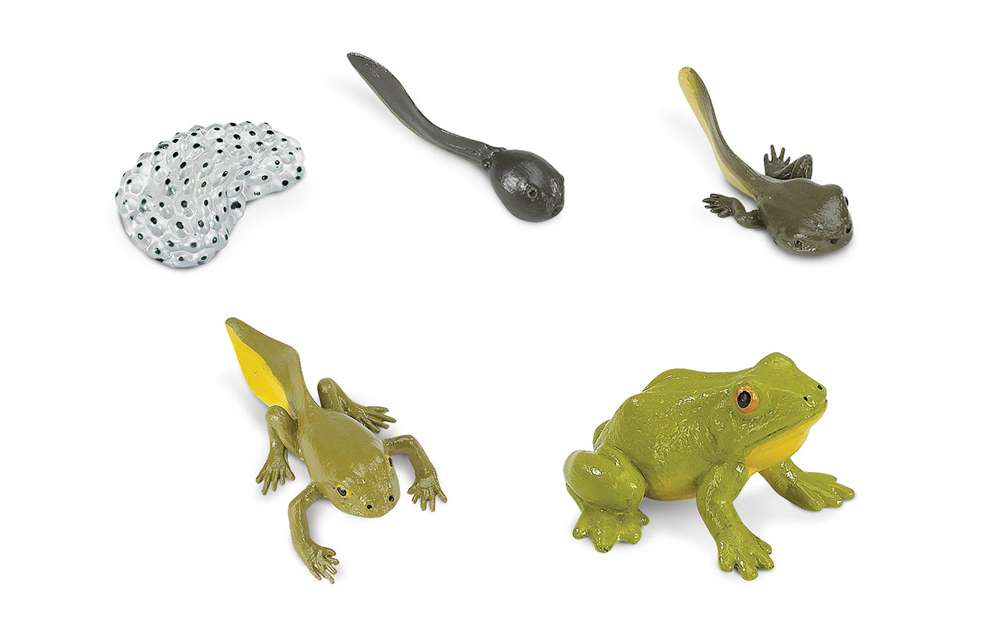 De Kikkerwinkel for rubber frogs as a game or businessgift. Frogs i